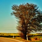 der Baum am Wegrand