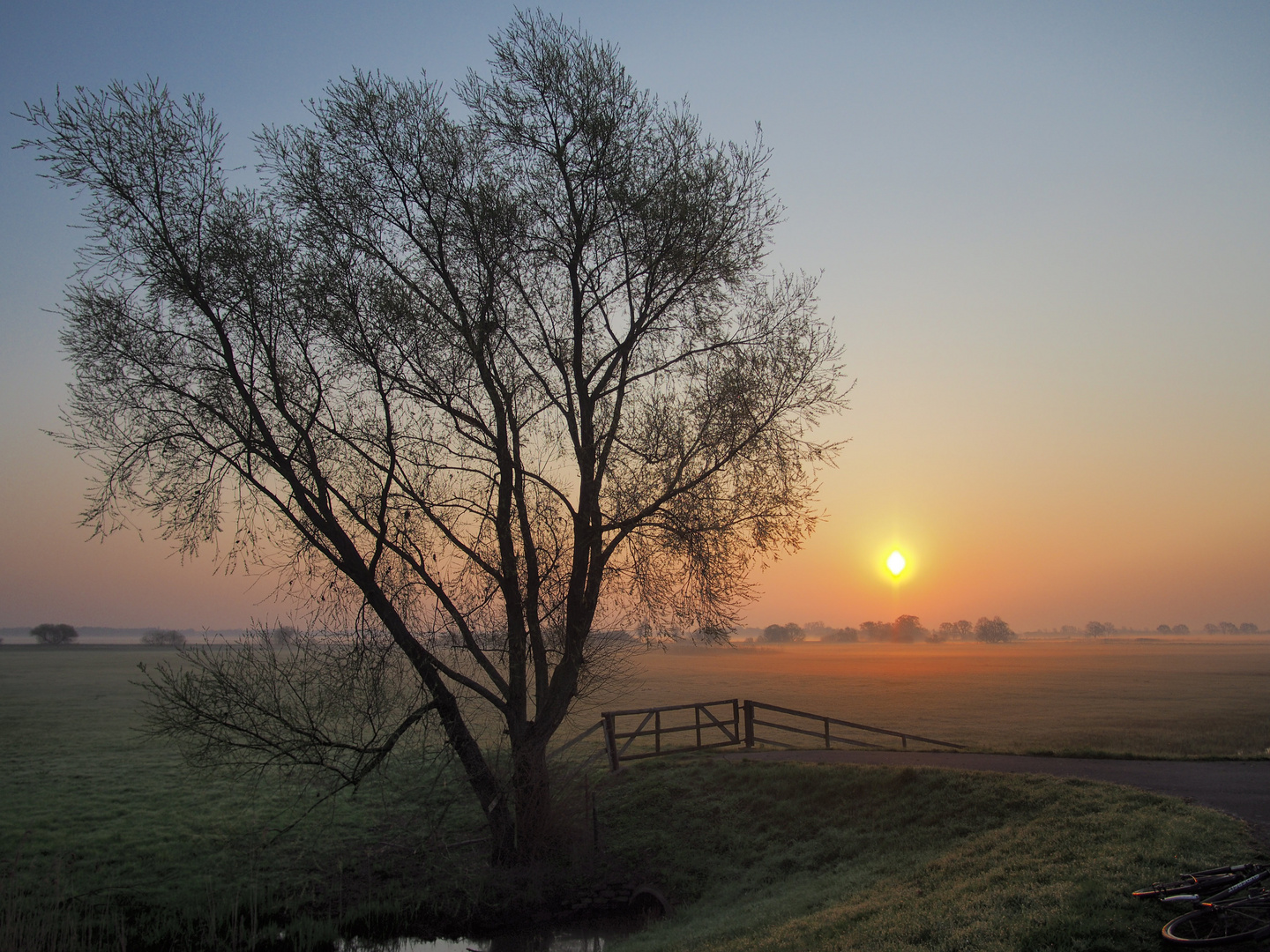 Der Baum am Zaun