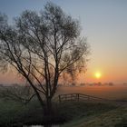 Der Baum am Zaun