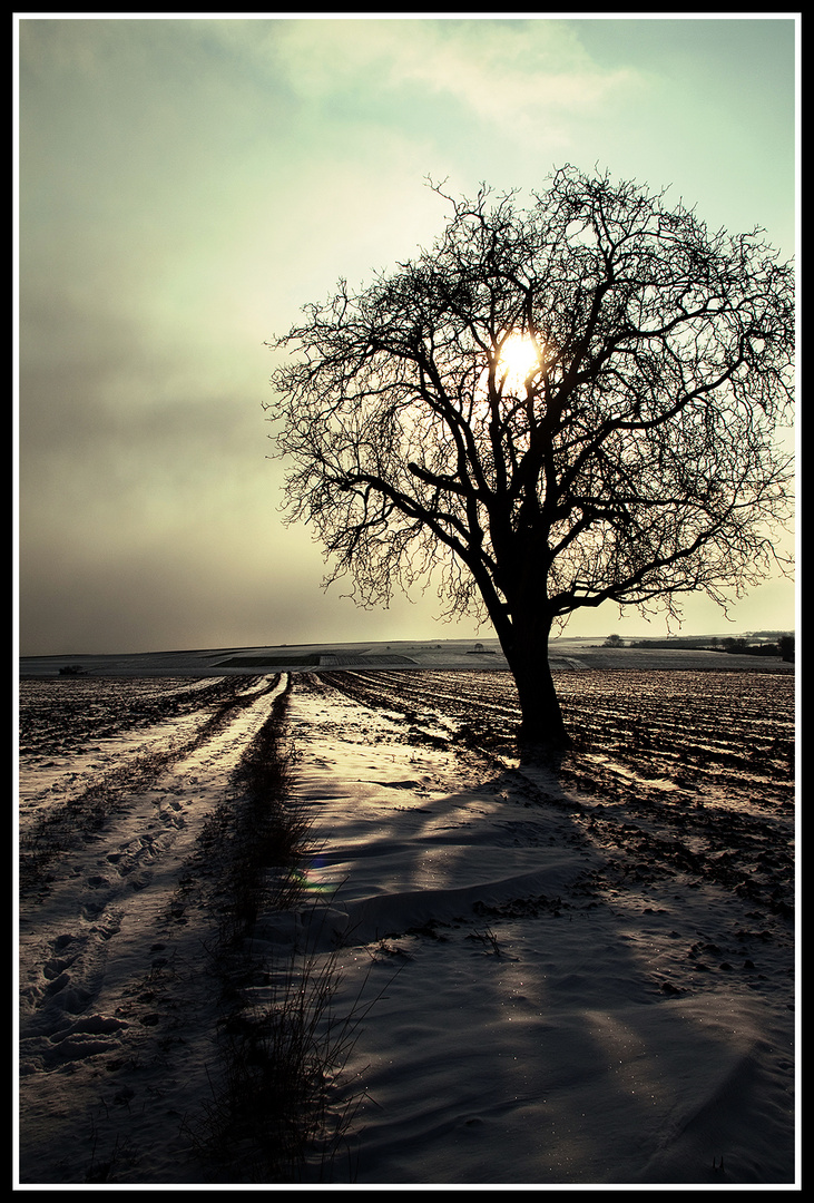 Der Baum am Ziel