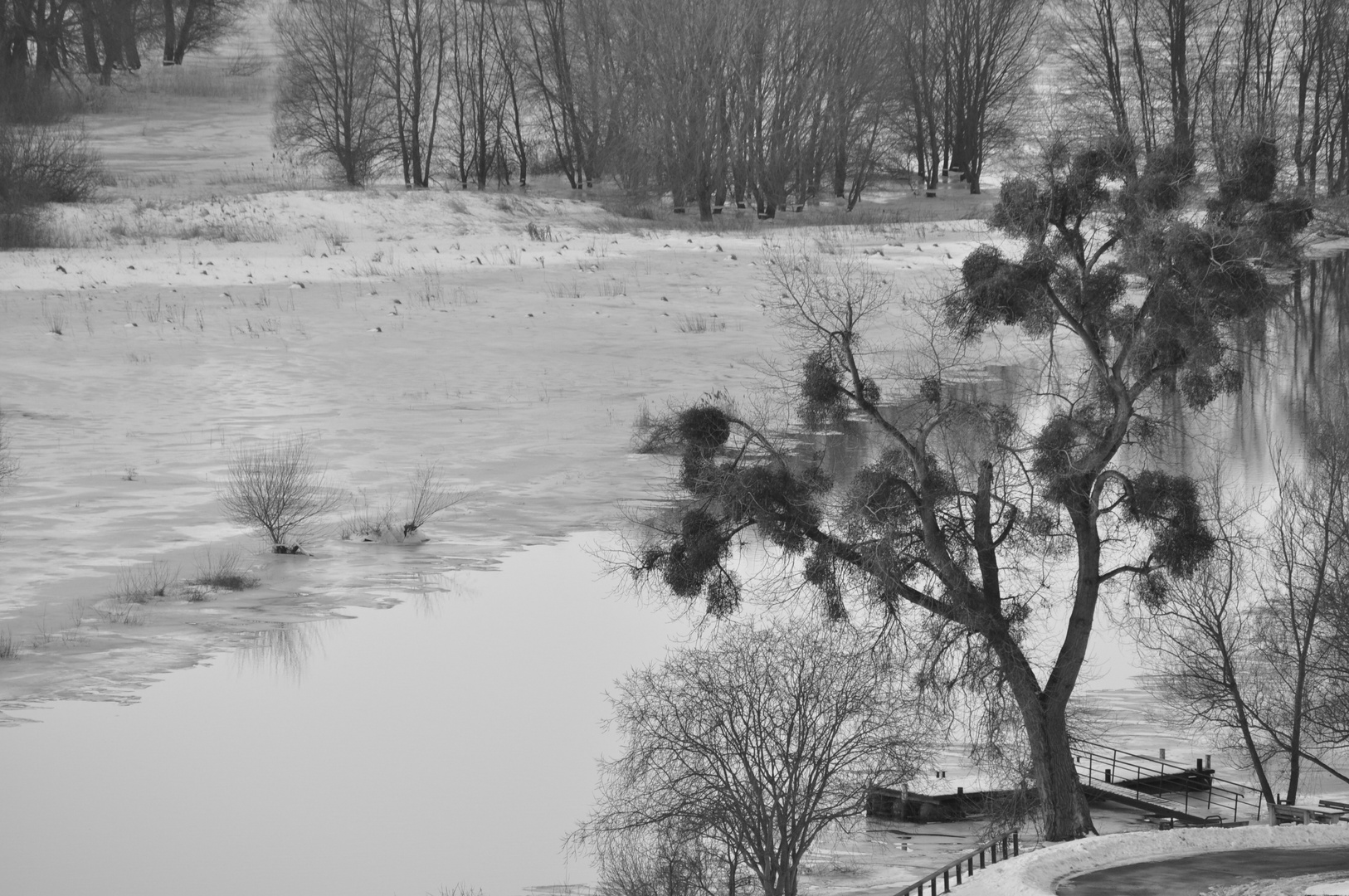 Der Baum an der alten Oder