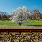 Der Baum an der Bahn