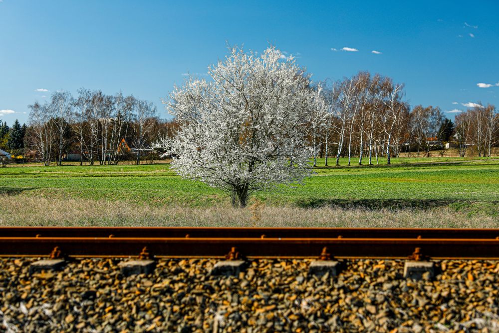 Der Baum an der Bahn