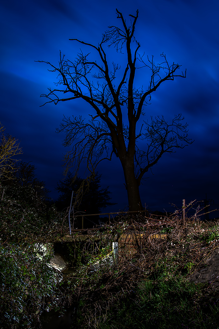 Der Baum an der Brücke...