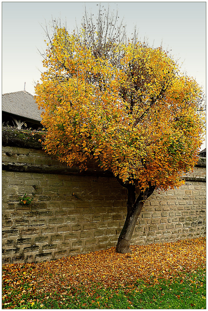 Der Baum an der Burgmauer