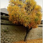 Der Baum an der Burgmauer