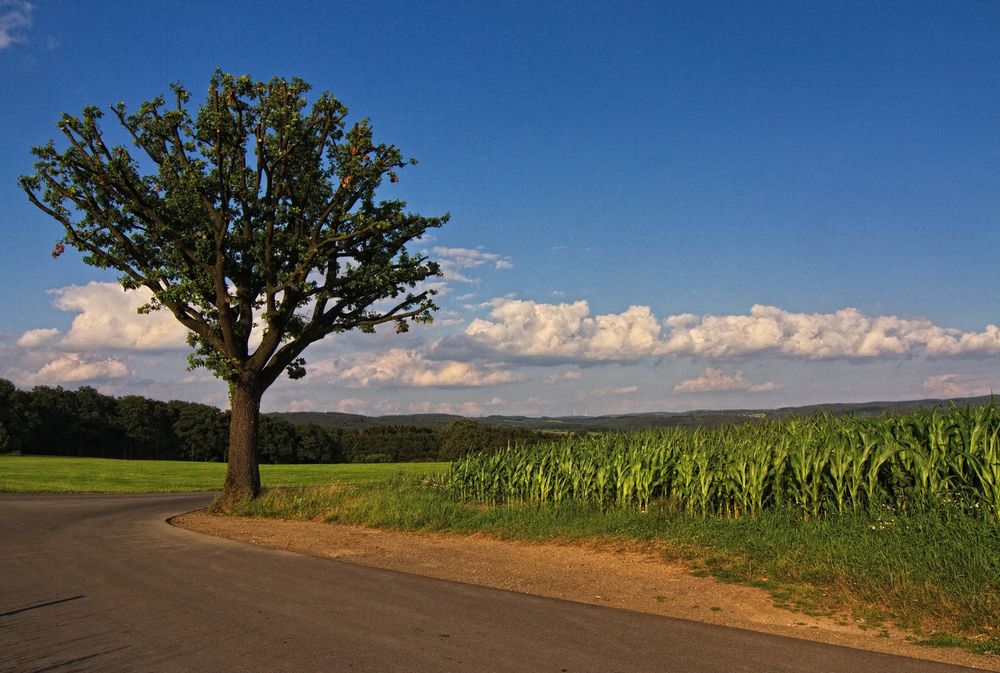 Der Baum an der Ecke 