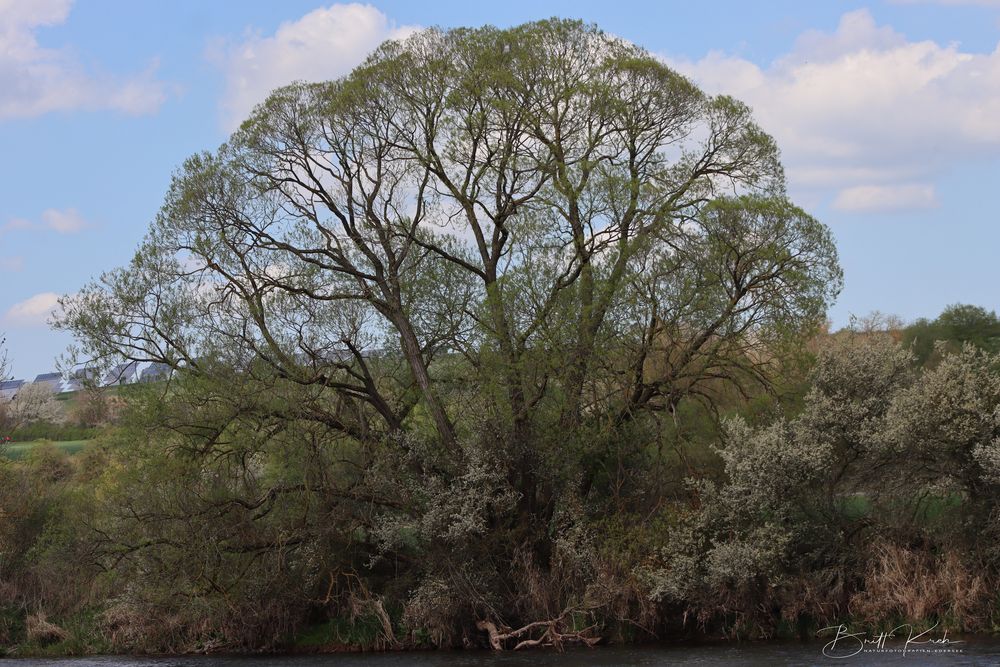 Der Baum an der Eder