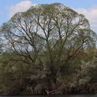 Der Baum an der Eder