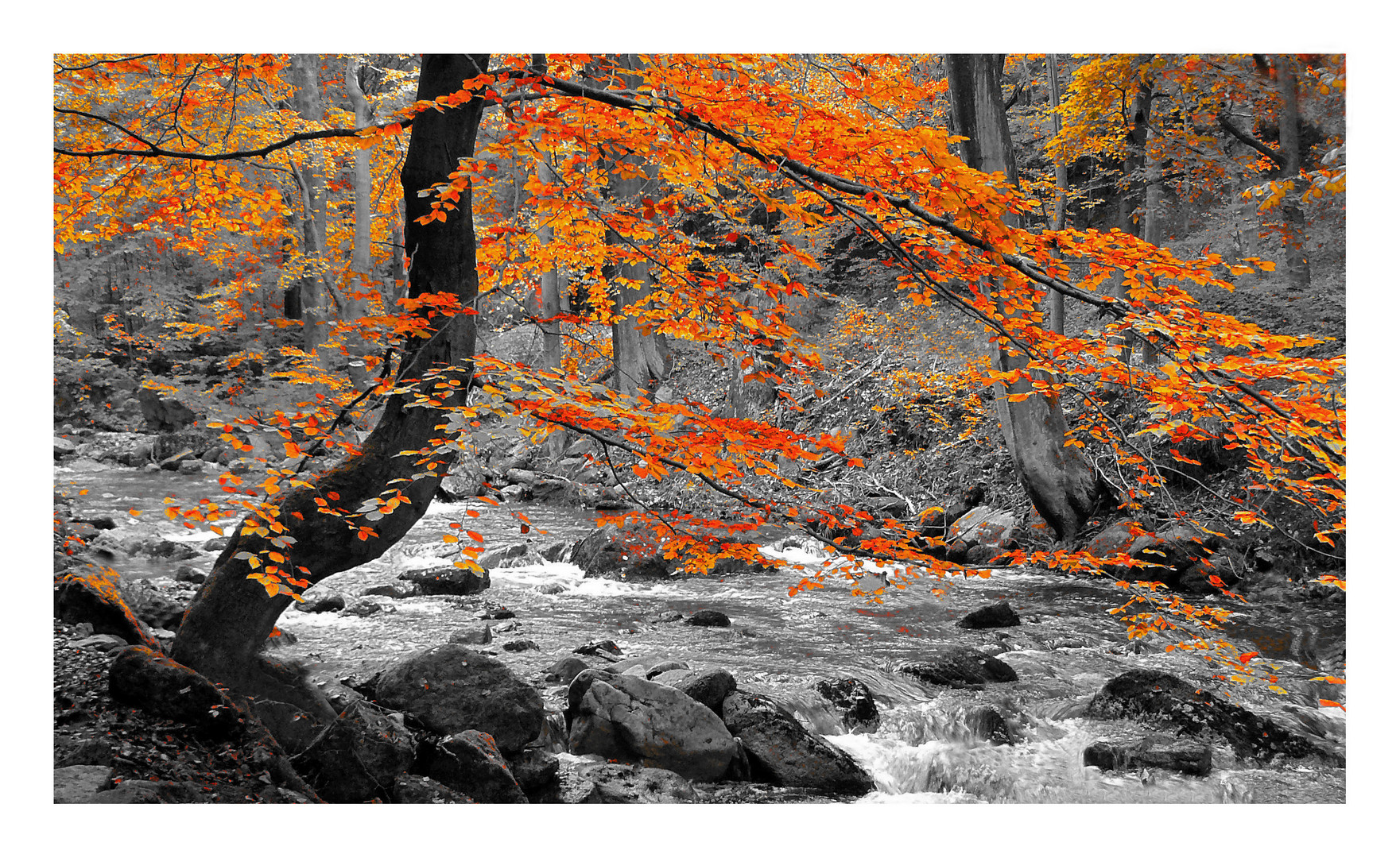 Der Baum an der Ilse