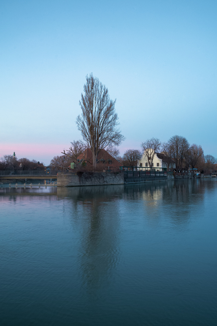 Der Baum an der Isar