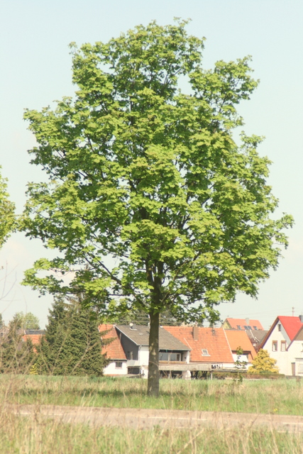 Der Baum an der Landstraße