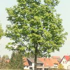 Der Baum an der Landstraße