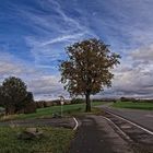 Der Baum an der Landstraße