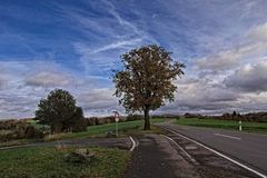 Der Baum an der Landstraße