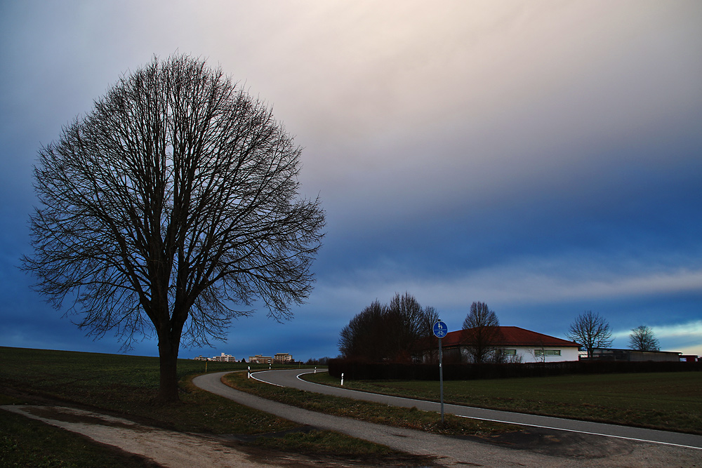 Der Baum an der Strasse