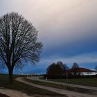 Der Baum an der Strasse