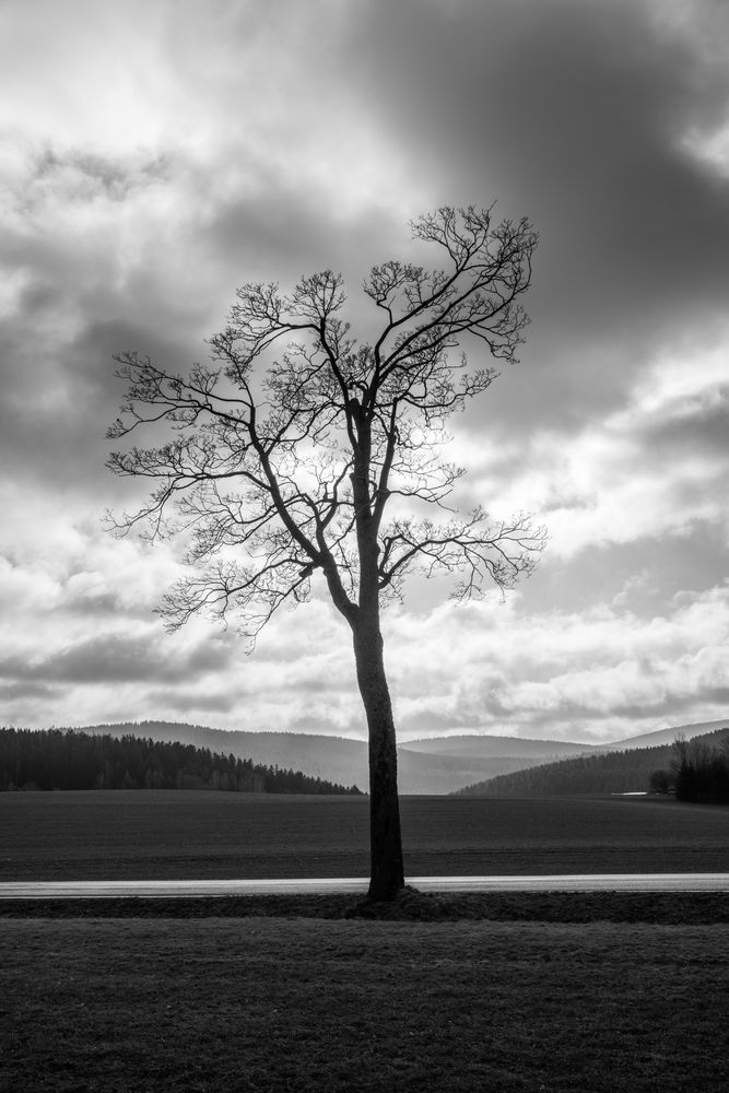 der Baum an der Strasse im Erzgebirge