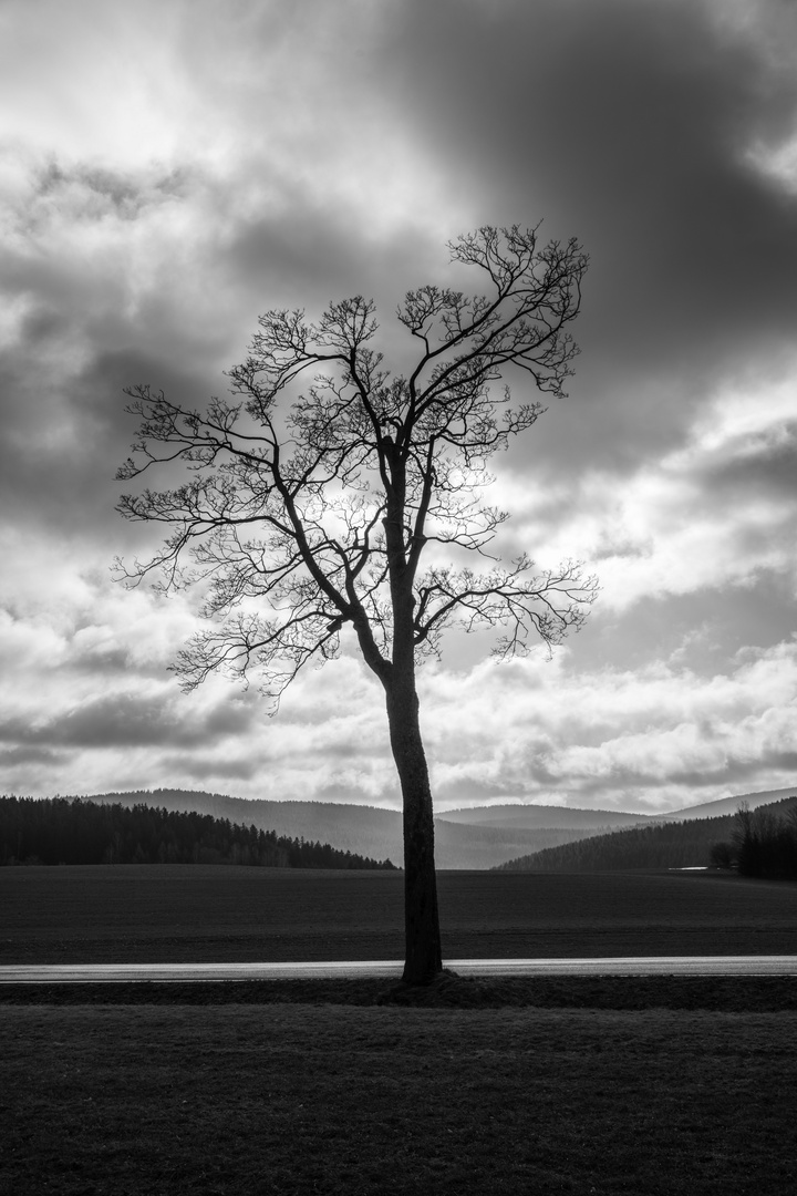 der Baum an der Strasse im Erzgebirge