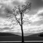 der Baum an der Strasse im Erzgebirge