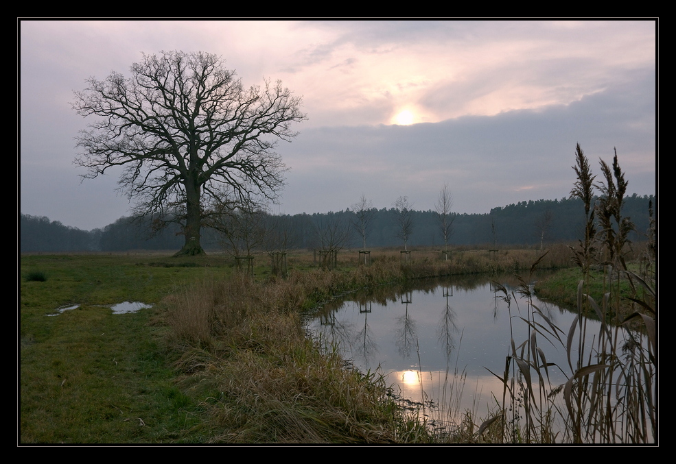 Der Baum an der Warnow