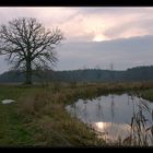 Der Baum an der Warnow