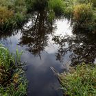 der Baum an der Wasserkreuzung