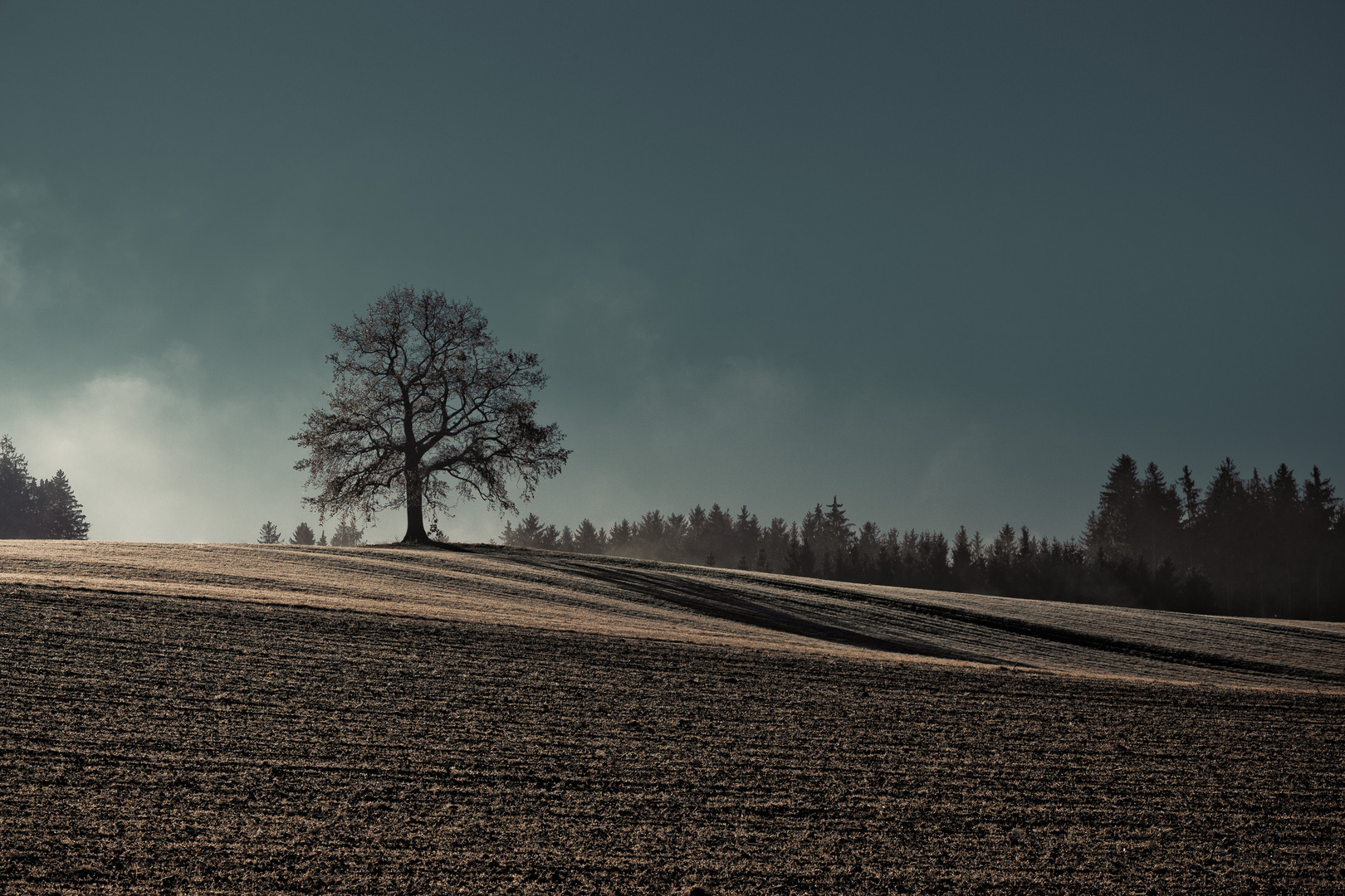 Der Baum an einem Herbstmorgen