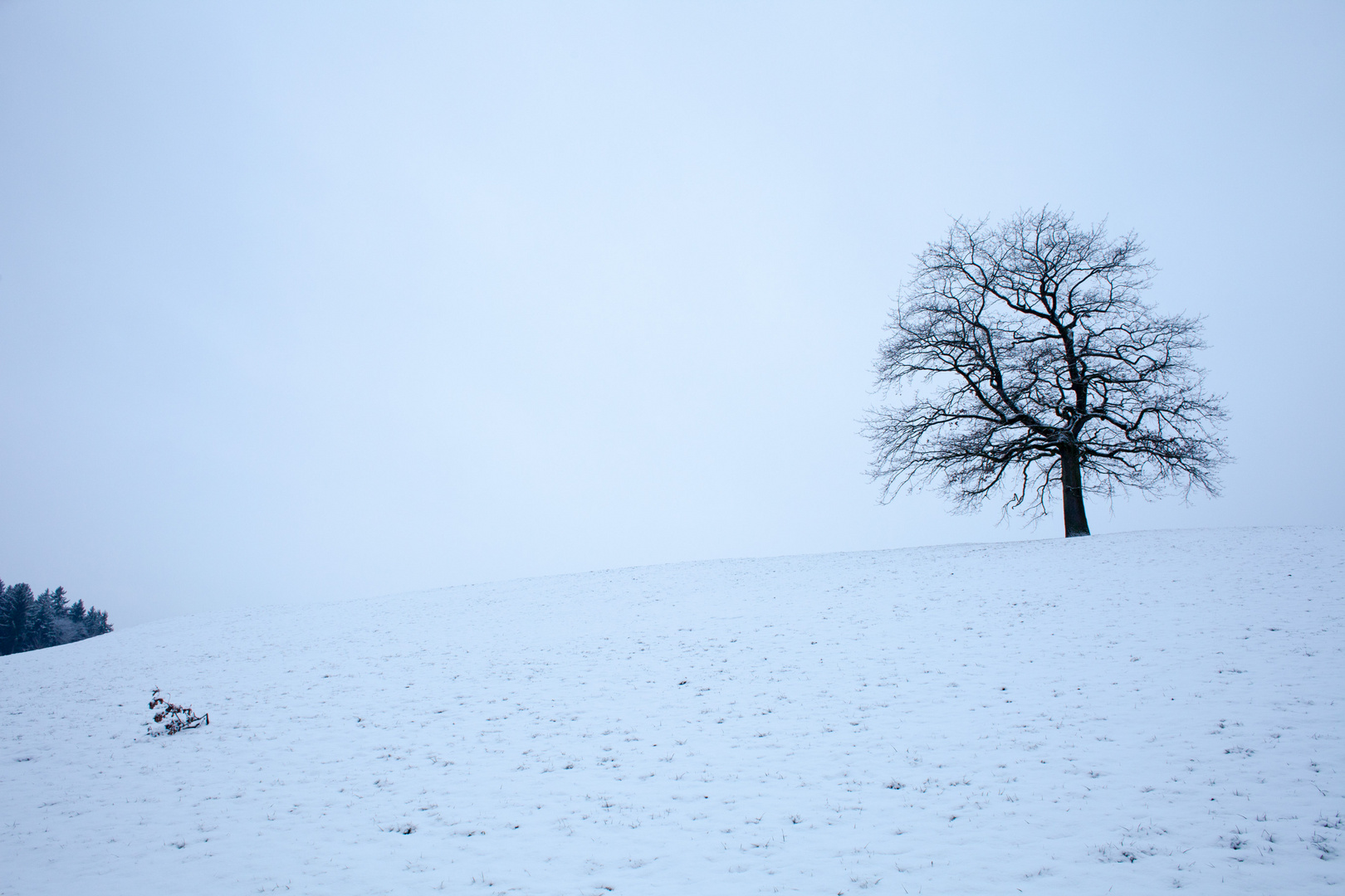 Der Baum an einem kalten Wintermorgen