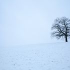 Der Baum an einem kalten Wintermorgen