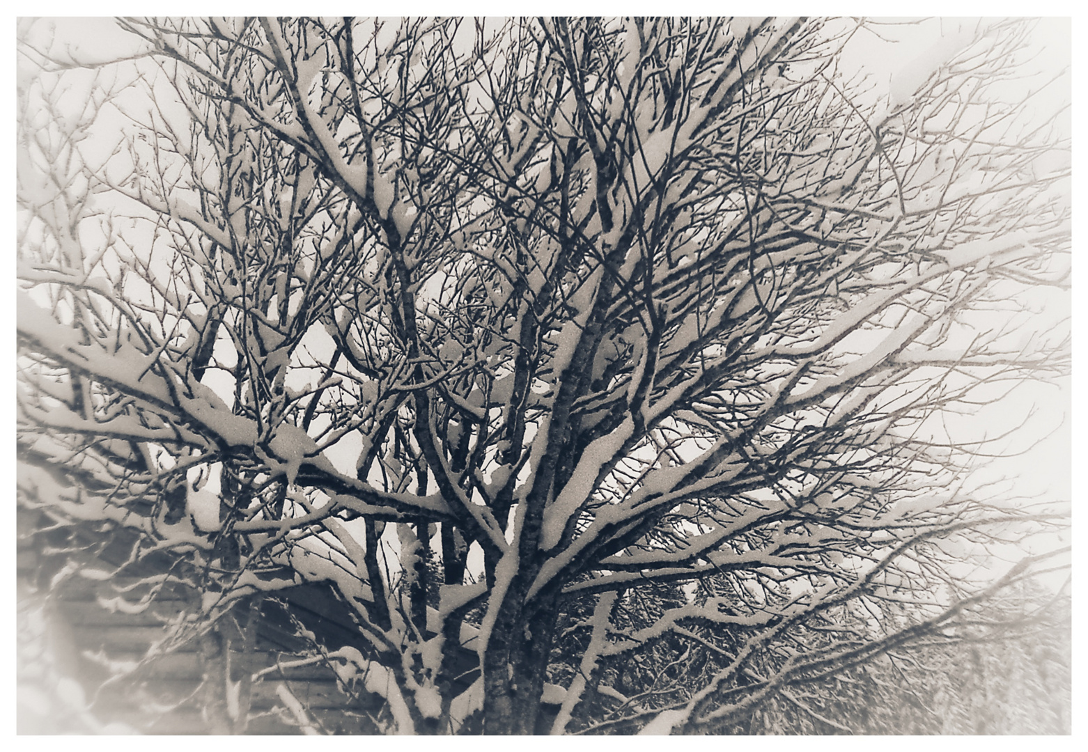 Der Baum (analog)