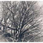 Der Baum (analog)