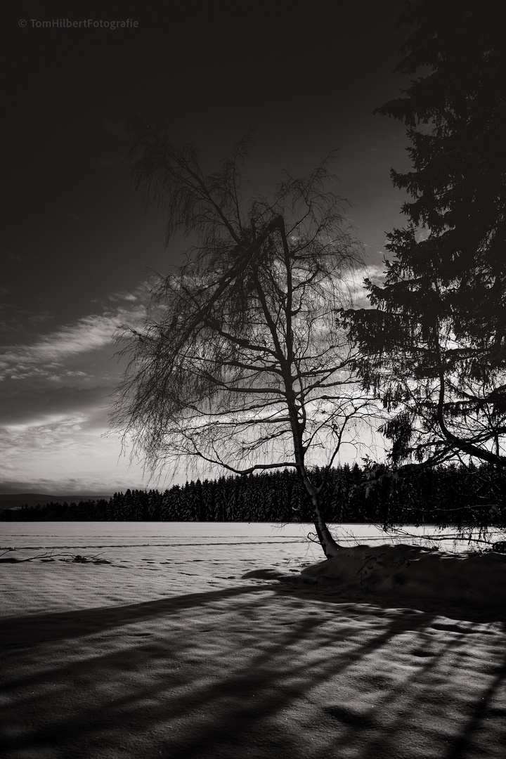 Der Baum auf dem Feld