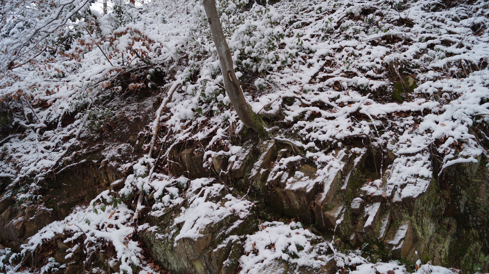 Der Baum auf dem Fels