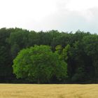 Der Baum auf dem Getreidefeld vor der Grünenwand
