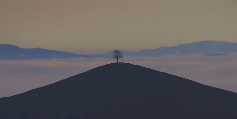 Der Baum auf dem Hügel.