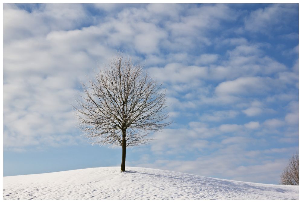 Der Baum auf dem Hügel