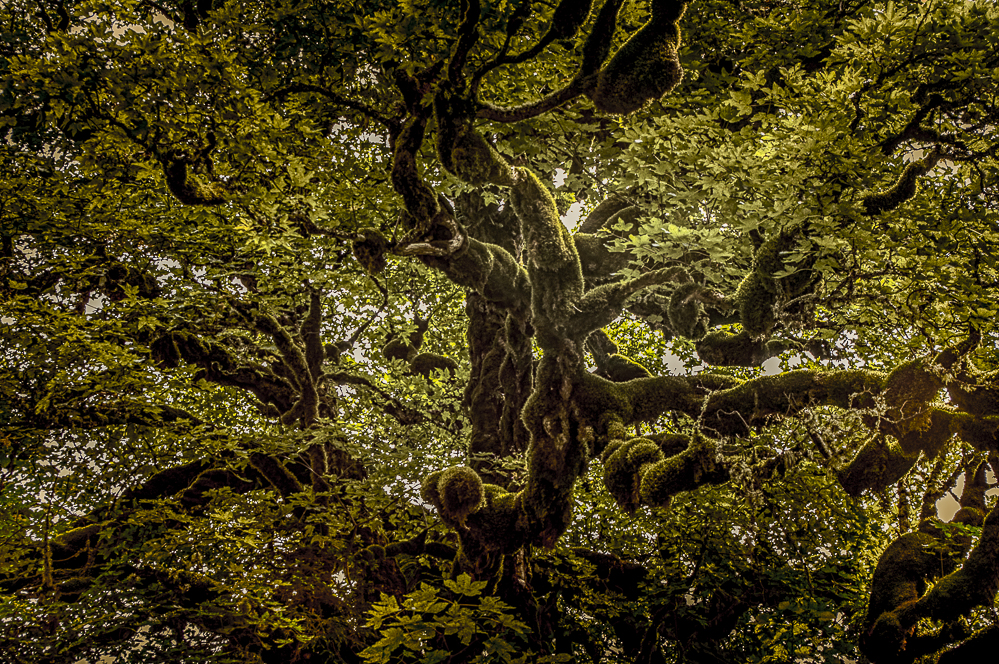 Der Baum auf dem Montjuic