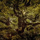 Der Baum auf dem Montjuic