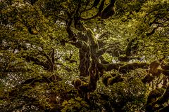 Der Baum auf dem Montjuic