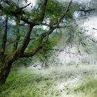 Der Baum auf dem Weg ins Licht