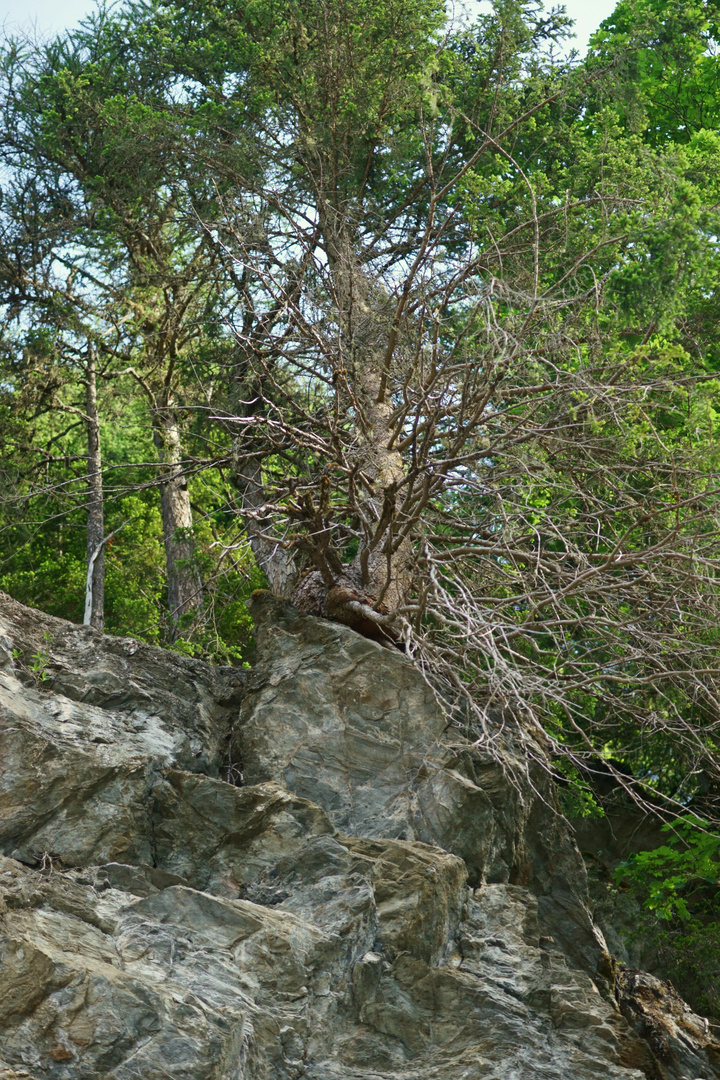 der baum auf der kippe