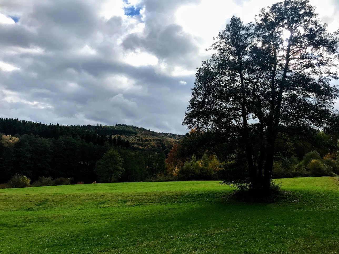 Der Baum auf der Wiese