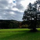 Der Baum auf der Wiese