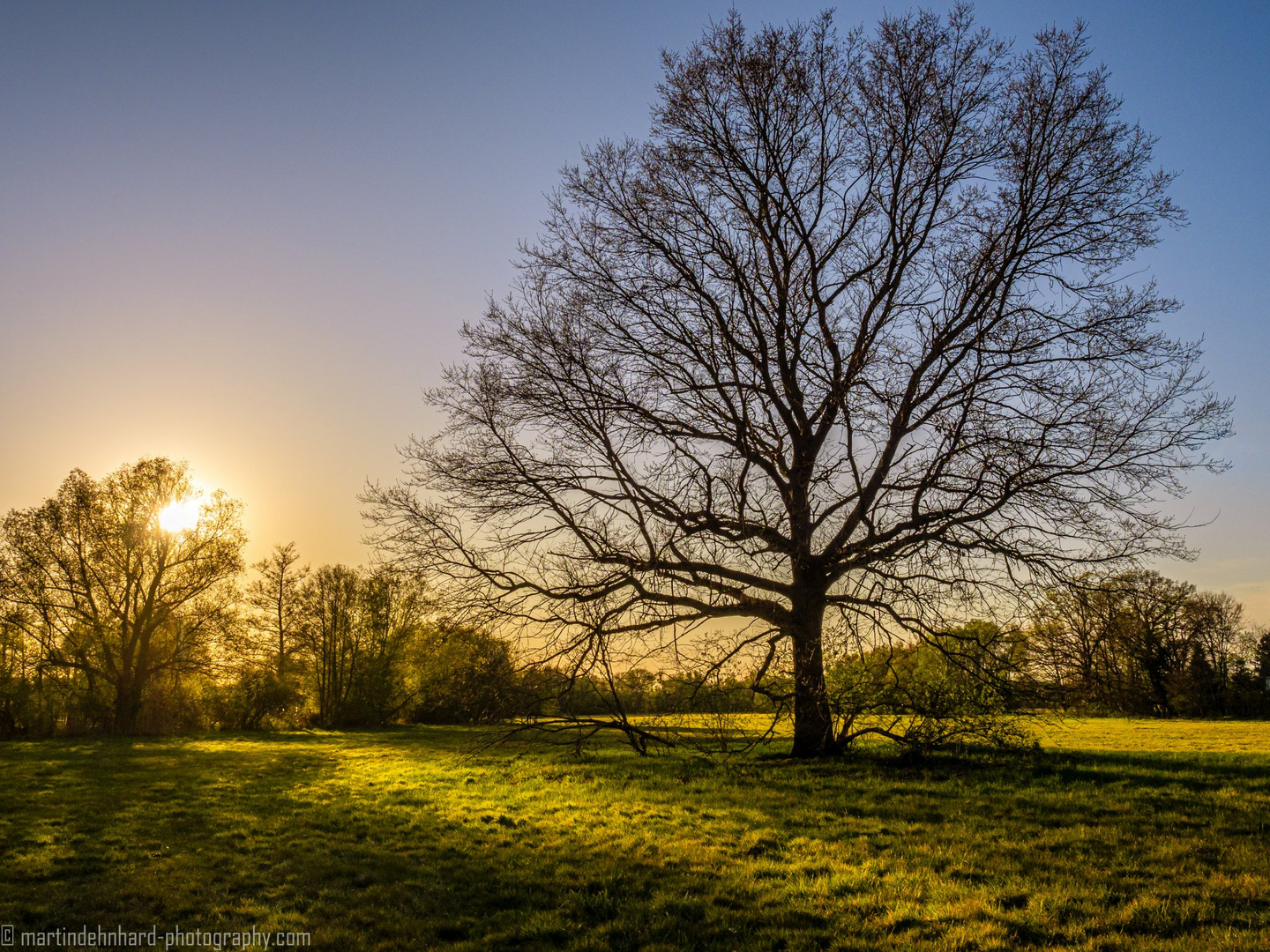 Der Baum auf der Wiese1