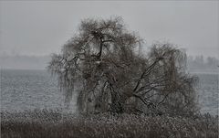 Der Baum auf "meiner Insel"...