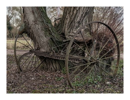 Der Baum auf Räden