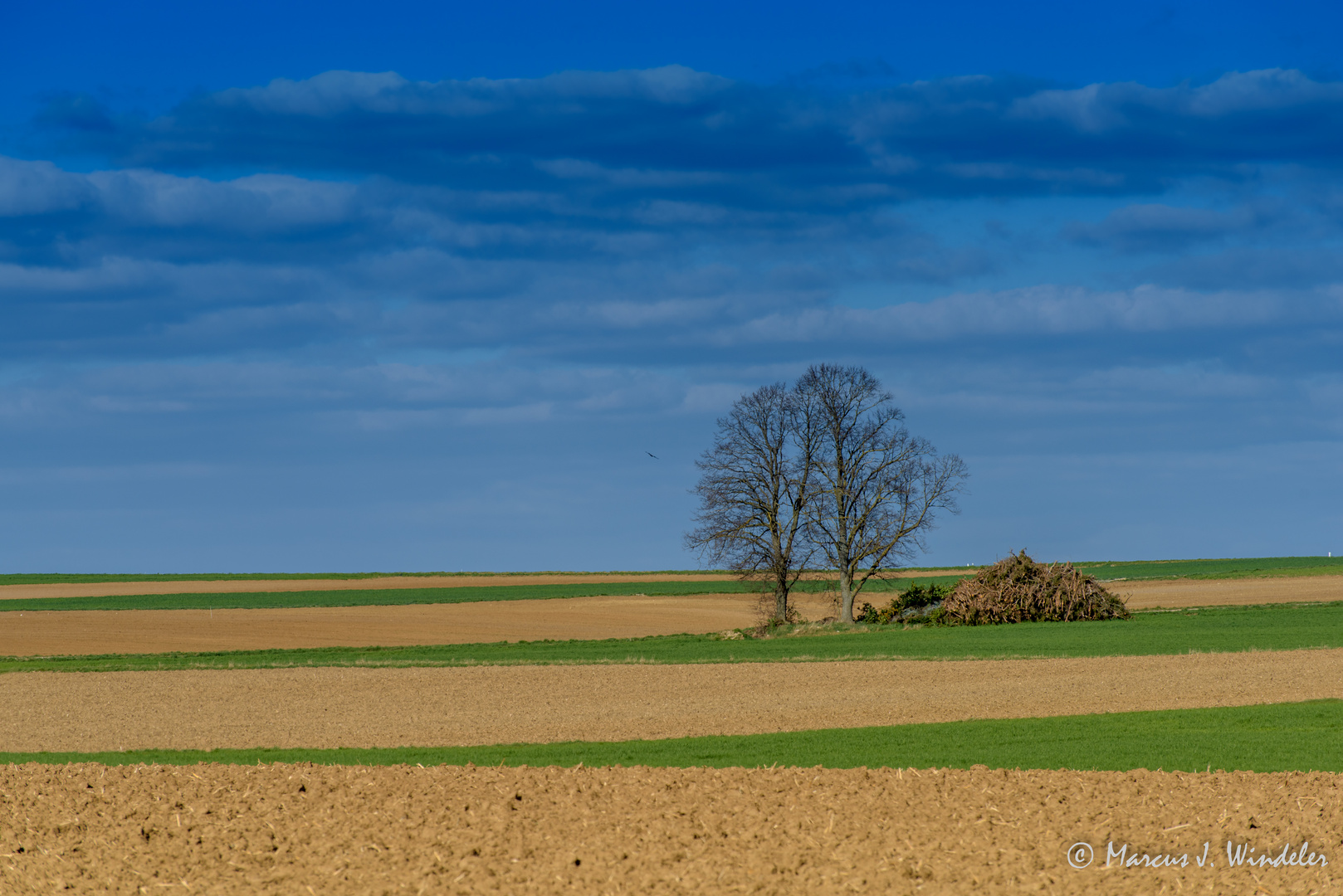 Der Baum auf weiter Flur