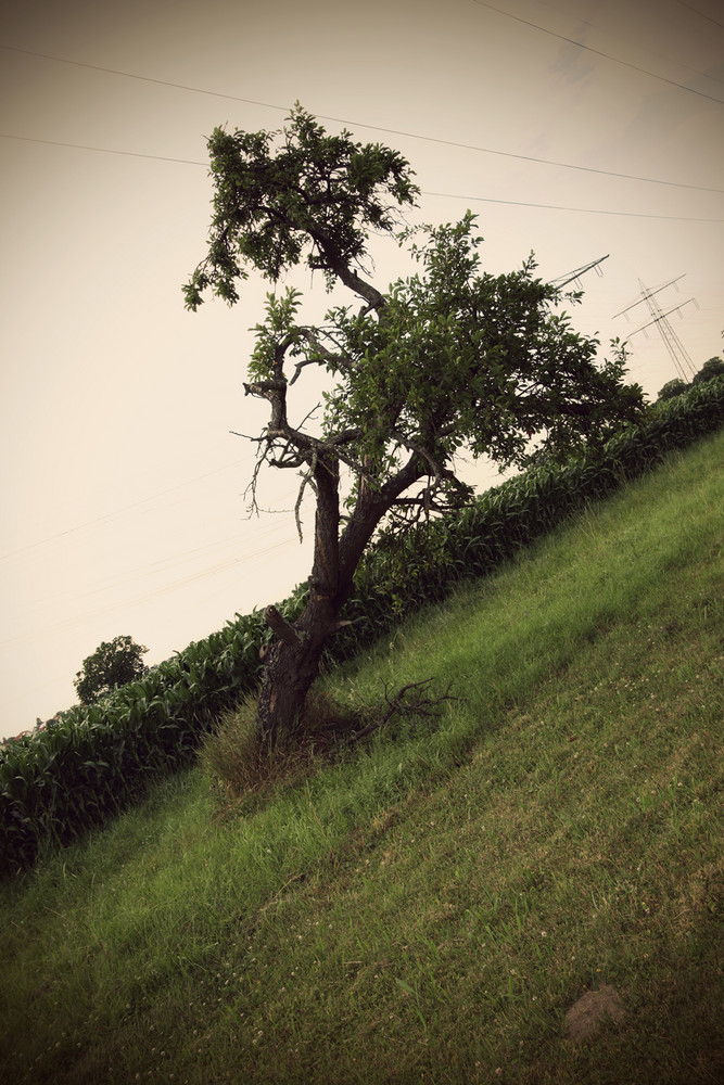 Der Baum aufem Baum