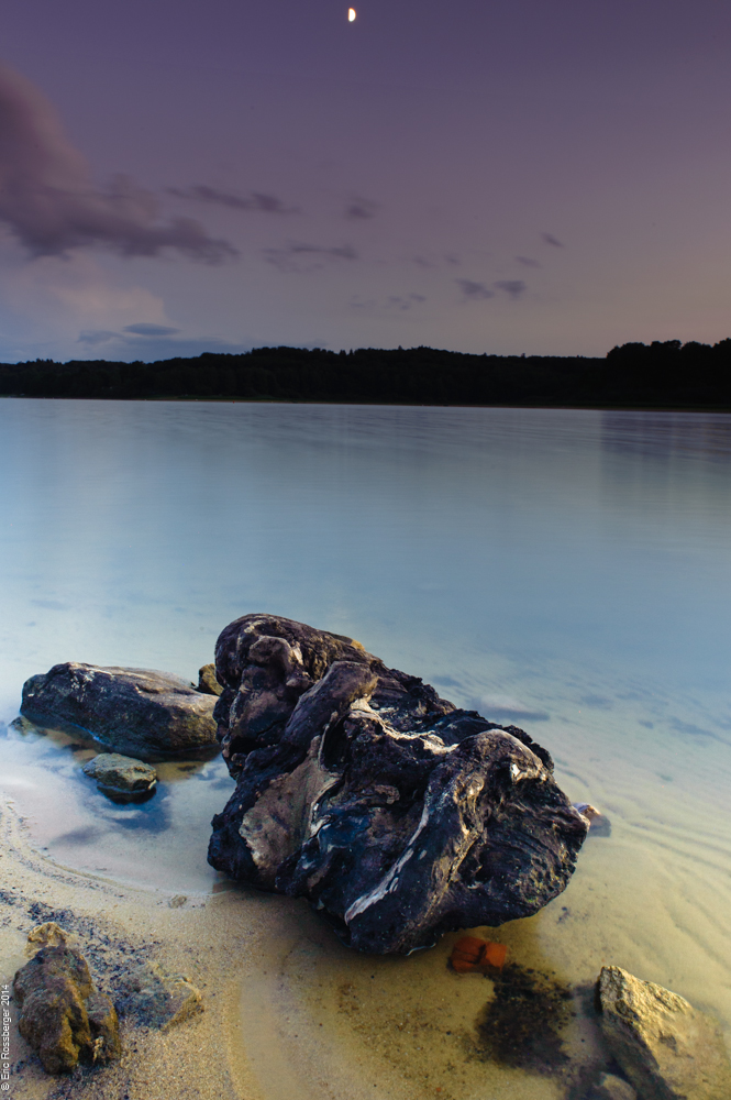 Der Baum aus dem See #2